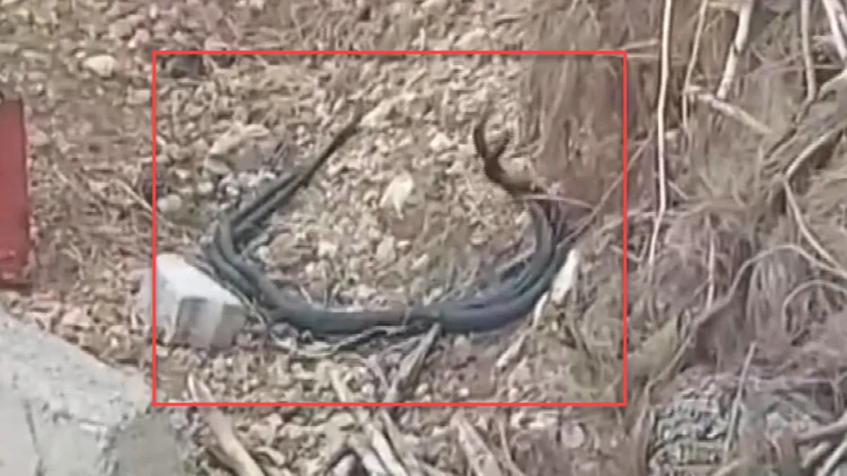 Yaz geldi... Havalar ısınınca her yerde ortaya çıktılar! İşte kara yılanların çiftleşme dansı