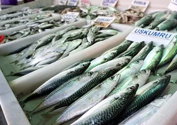 Soğuk hava balık fiyatlarına tavan yaptırdı
