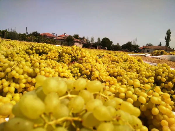 Muhakkak çekirdeğiyle tüketin! Bin derdin şifası üzüm çekirdeğinin faydaları