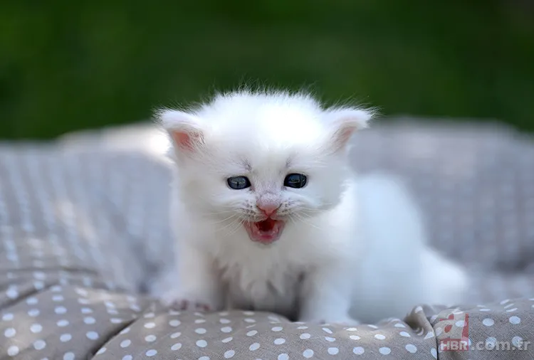 Kediler nasıl evcil oldu? Yeni keşif tüm hikayeyi kökten değiştiriyor 6