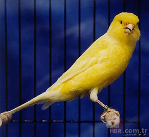 En uzun yaşayan hayvan hangisidir? 14