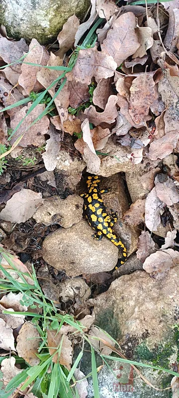 Nesli tükeniyor! O ilimizde ortaya çıktı 2