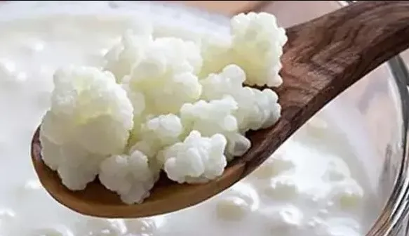 Yiyen 100 yaşına kadar yaşıyor! En fazla kalsiyum bu besindeymiş...