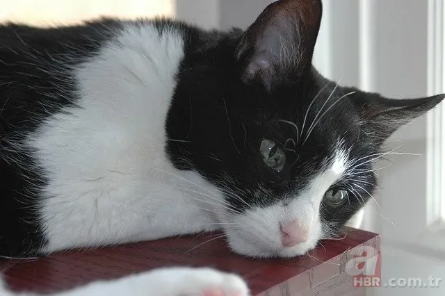 Kayıp Kedinin 9 Yıllık Gizemi Çözüldü: Sahte Kimlikle Yaşıyormuş! 3