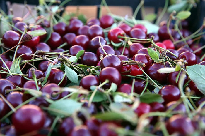 C vitamini deposu! Vücudu baştan aşağı yenileyen içecek tarifi...
