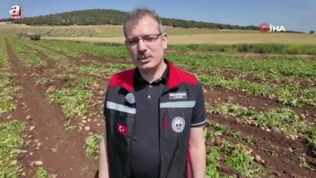 Adana'da turfanda patateste hasat başladı