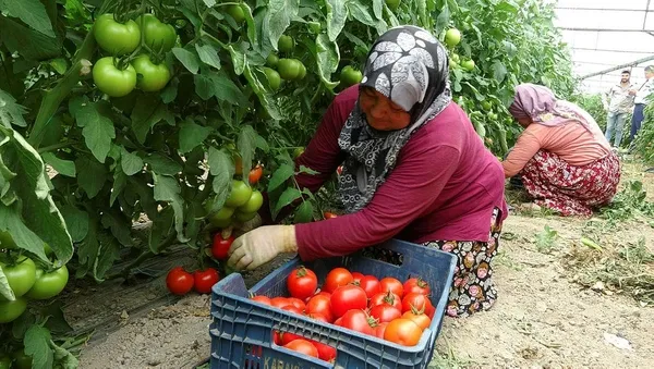 1689663064818.jpeg Bu köyde işsizlik derdi yok! Çevre köy ve illerden işçi kiralanıyor! Bu yıl beklenti 15 bin ton... - 1