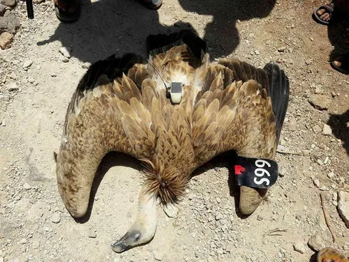 Suriye sınırında casus kuş - 2