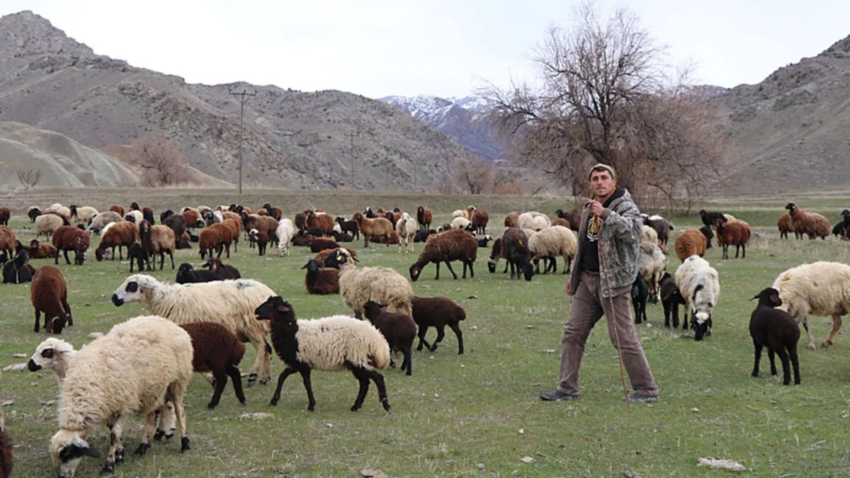 Çoban çayını içerken sürü drone'a emanet: Çevirmesi 30 saniye