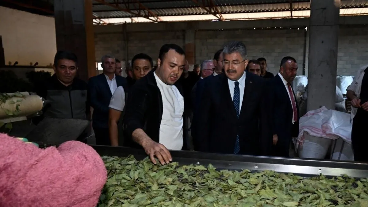 Osmaniye'de defne yaprağı hasadı başladı