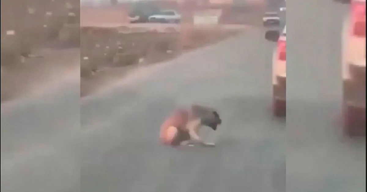 Şanlıurfa'da araçtan köpeğe ateş edip yaralayan şüpheli yakalandı