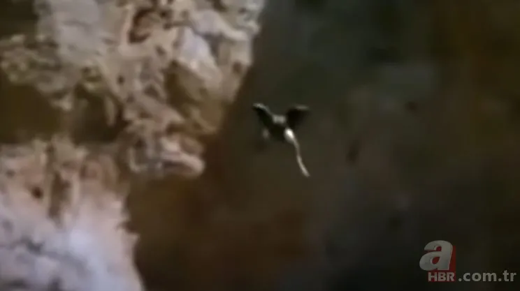 Dev kartalın nefes kesen kurt avı! Anne kurdun hatası pahalıya mal oldu 6