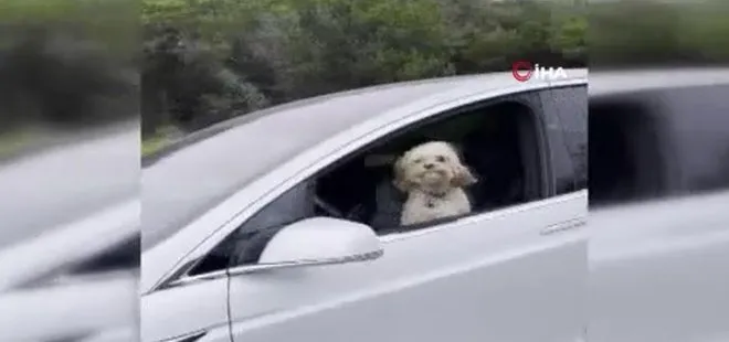 Tesla’nın sürücü koltuğundaki köpek olay oldu