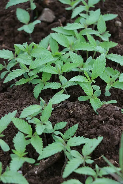 Kenevirde 2 yeni tür tohum üretildi