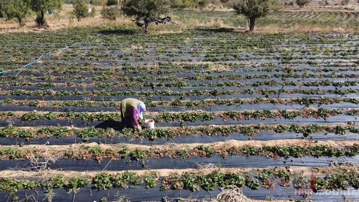 Konya’daki Çamlıca Mahallesi’nin kaderi değişti! Bir dönüm 15 bin lira kazandırıyor