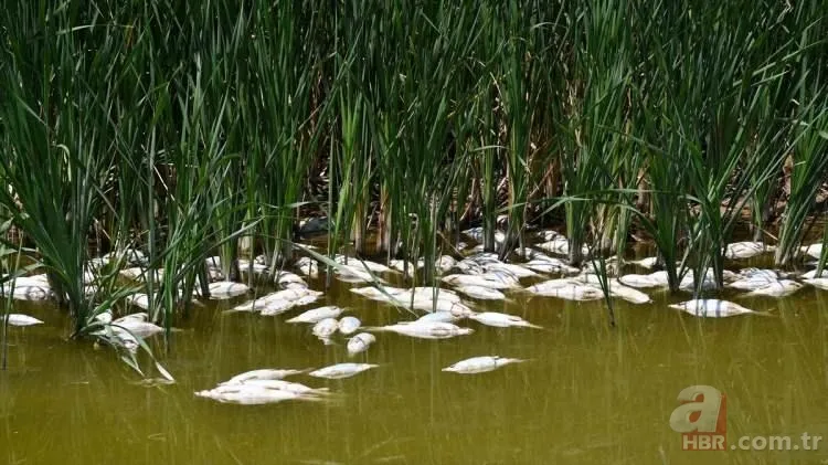 Kızılırmak'tan korkutan görüntü! Balık ölümlerinin sebebi belli oldu 7