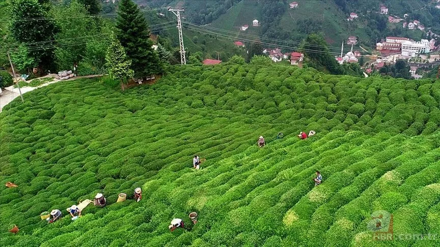 Üreticiye müjde! Yaş çay alım fiyatı ne kadar oldu? 2022 yaş çay taban fiyatı kaç TL? Başkan Erdoğan açıkladı 9