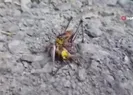 Görenleri şaşırttı! Etçil...