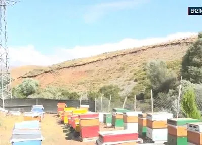 Tescilli Geven balında sağım zamanı!