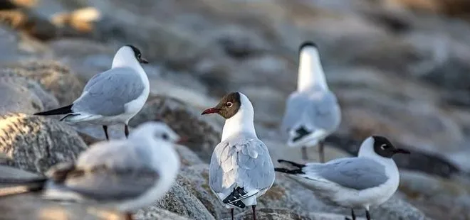 Belçika’da 2 haftada yaklaşık 400 martı kuş gribinden öldü! Yetkililer uyardı: İnsanlar için de tehlikeli
