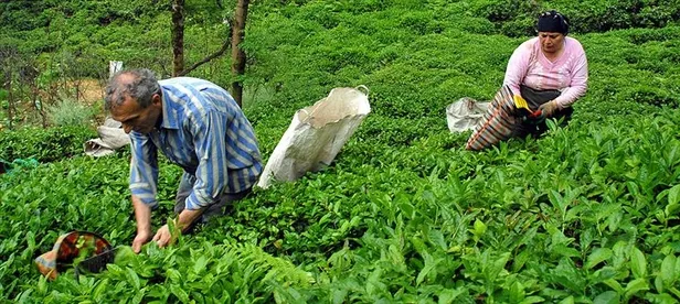 cay-fiyatlari-2023-yas-cay-alim-fiyati-belli-oldu-cay-fiyatlari-ne-kadar-kac-tl-1683120768325.jpg Çay fiyatları ne kadar, kaç TL? Çay fiyatları 2023: Yaş çay alım fiyatı belli oldu! - 2