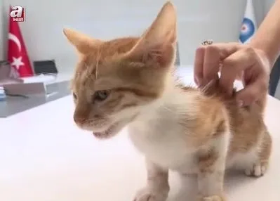 Çaya düşen yavru kediyi ekipler kurtardı