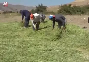 Batman'da asırlardır orakla pirinç hasadı yapılıyor