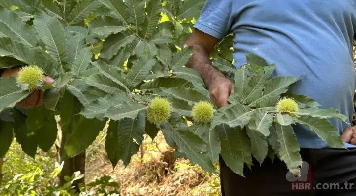 İnternetten gördü yapılamaz denileni yaptı! İlçede bir ilk: Hasat için geri sayım başladı 9