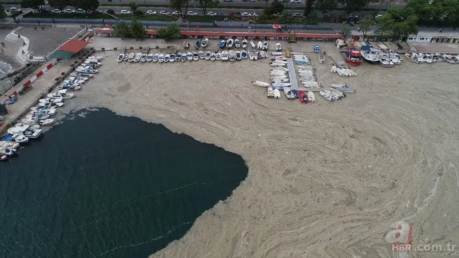 Deniz salyası ABD basınında: Marmara ölüyor! Çevre profesöründen kritik uyarı geldi 3