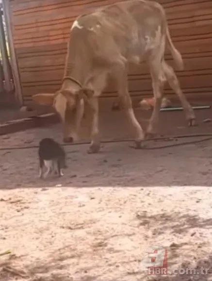 Kedi tek pati darbesiyle koca ineğin ayaklarını yerden kesti!