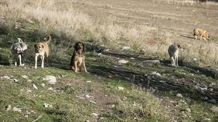 Sokak hayvanı sorununa yaptırım! Köpeğini terk edene 60 bin lira para cezası! Kanun teklifi komisyonda kabul edildi - 6