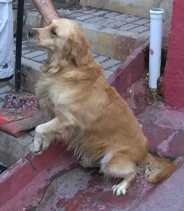 izmirde-gergin-anlar-evleri-yanarken-birbirlerine-girdiler-1607608330948.jpg İzmir'de gergin anlar: Evleri yanarken birbirlerine girdiler! - 1