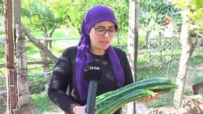 Komşudan tohum istedi! Şaşkına döndü