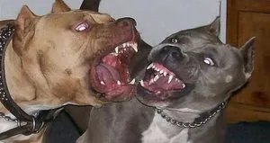 Pitbull tehdidiyle gasp kamerada!