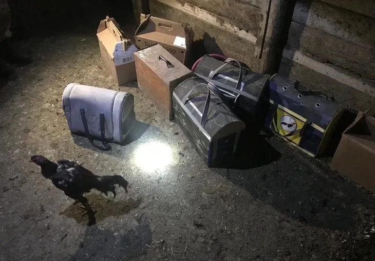 1590926033650.jpg Horoz dövüşü yaptıran 16 kişiye 123 bin lira ceza - 2