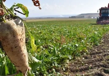 Bakanlık duyurdu: Şeker pancarında alım fiyatı güncelledi