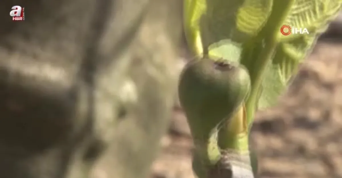 Zirai don Bursa siyahını çok etkilemedi