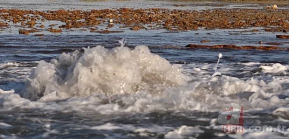 En son 2016'da görülmüştü yeniden ortaya çıktı! Tedirgin eden görüntüler: Uzmanından açıklama 5