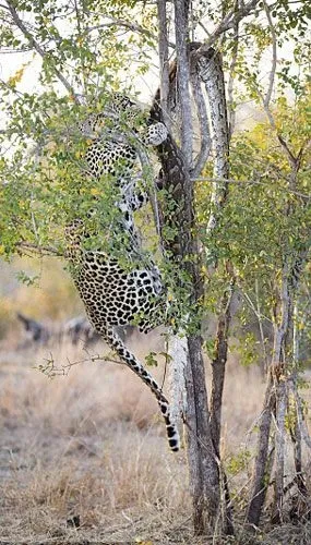 Vahşi doğadan inanılmaz görüntüler 24