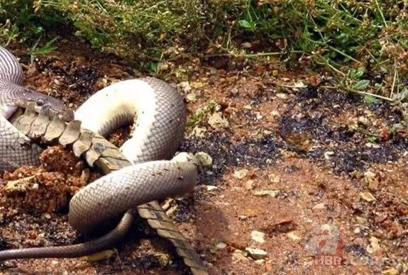 Uyarılara aldırış etmeyip göle girdi! Dev timsaha yem oldu! O anlar saniye saniye kamerada 10