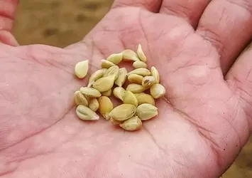 Limon çekirdeklerini atan pişman pişman oluyor! Doğal ağrı kesici...