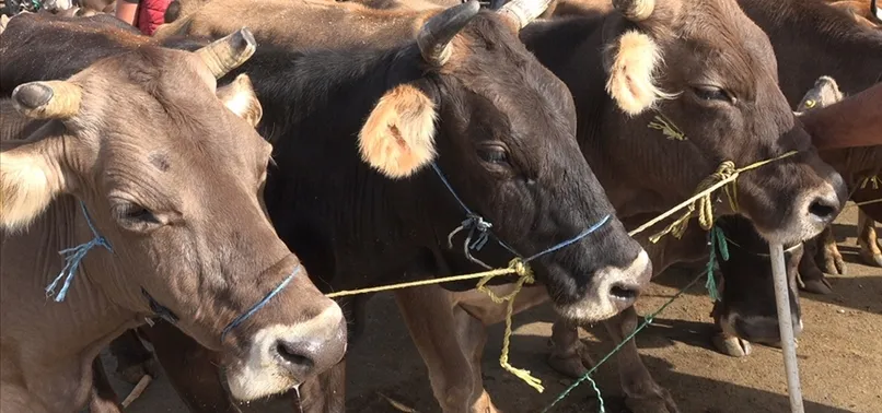 Bayram tatili kaç gün oldu, 11 gün oldu mu? Kurban Baramı tatili ne zaman başlıyor? 15 Temmuz ile birleşti mi?