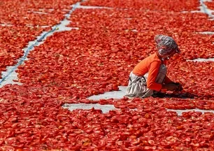 Domatesi biberi güneşsiz şipşak kurutuyor! Kış ayının vazgeçilmez yöntemi...