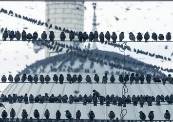 Sığırcıkların akşam telaşı