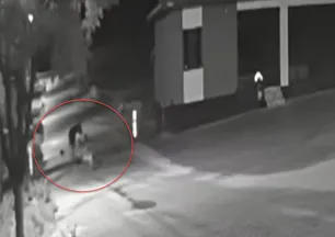 Kurt sürüsü sokak ortasında saldırıp paramparça etti! İşte korkunç anlar