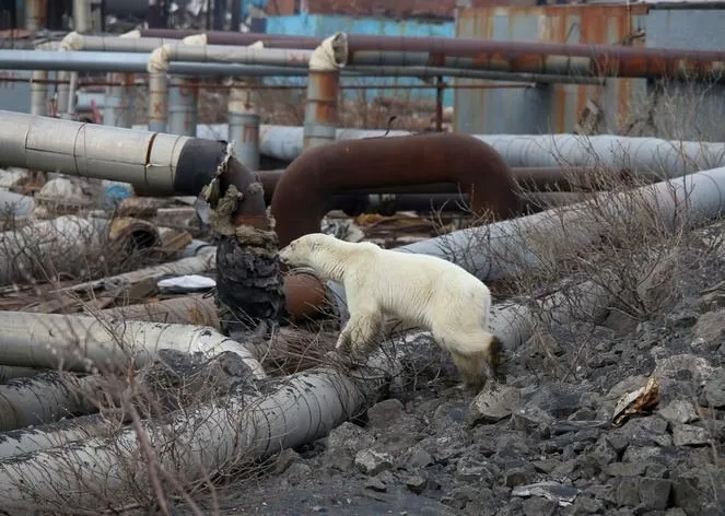 Sibirya’da aç kalan kutup ayısı şehre indi
