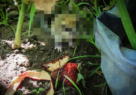 Kedinin ağzından kurtardı! Nesli tükenen hayvan o ilimizde görüldü