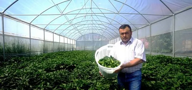 Bu biberler ilk kez serada yetiştirildi