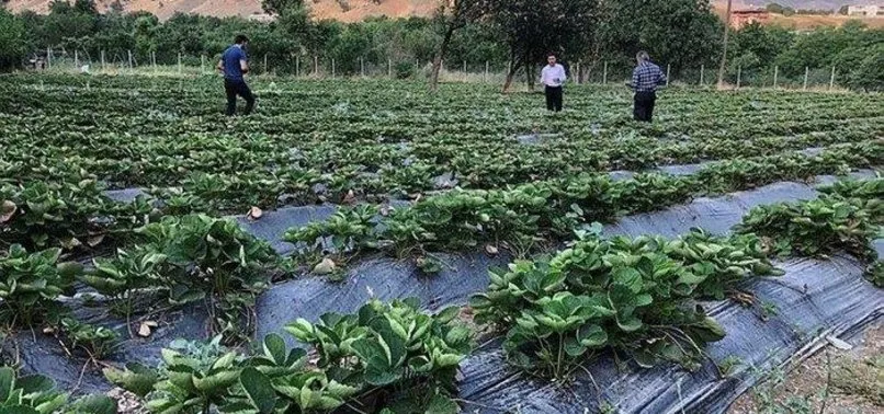 28 yıllık hasret sona erdi! Terörden temizlendi tarım başladı...