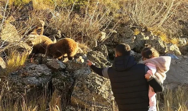Yeni akım: Ayı ile selfie! Yetkililer ısrarla uyarıyor: Ayılar saldırgan kendinizi ve ailenizi tehlikeye atmayın - 5